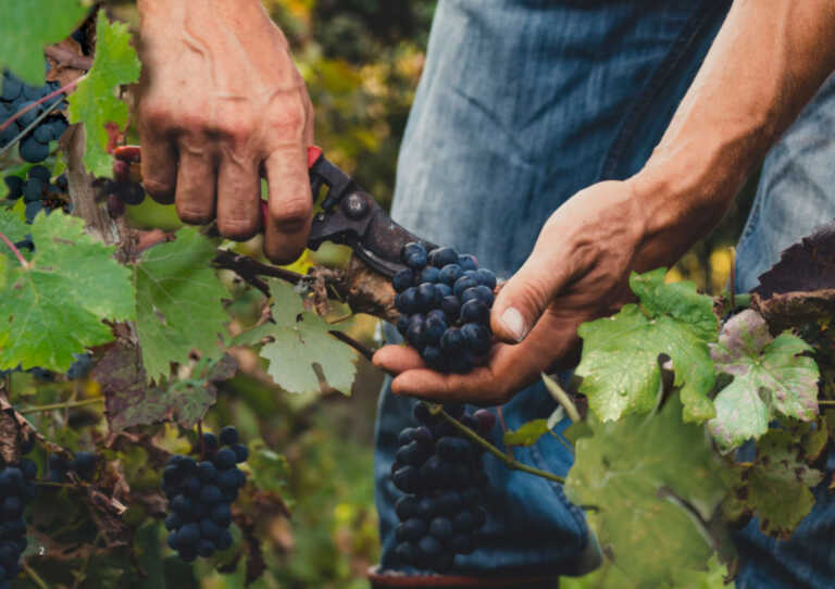 La Puglia “in tutti i sensi” al Vinitaly di Verona: 115 cantine rappresenteranno l’eccellenza regionale