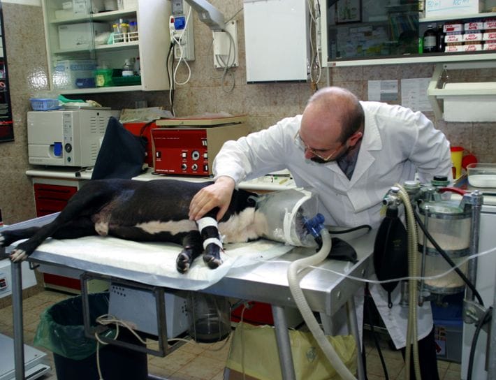 Galleria foto 'Medici veterinari chiedono di riformare l’Iva sulle prestazioni' - foto 1