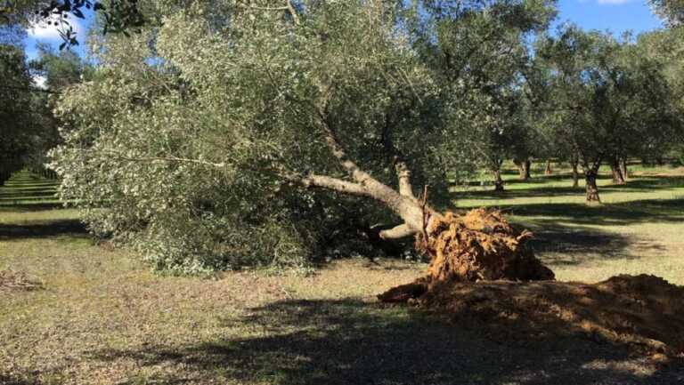 Xylella, altri sei comuni pugliesi tra le aree infette: la Commissione europea aggiorna l’elenco