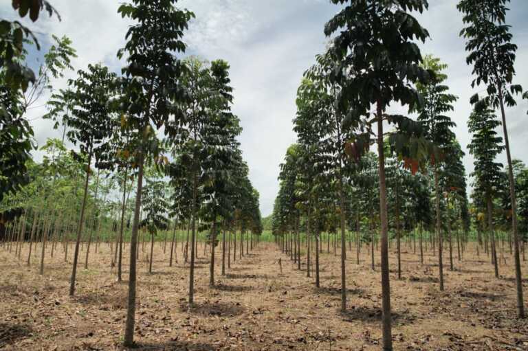 Flowe triplica il suo impegno per la riforestazione in Guatemala