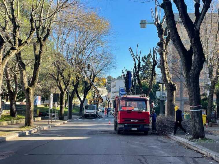 Taglio degli alberi, Legambiente Matera: «Qui in città è un disastro»