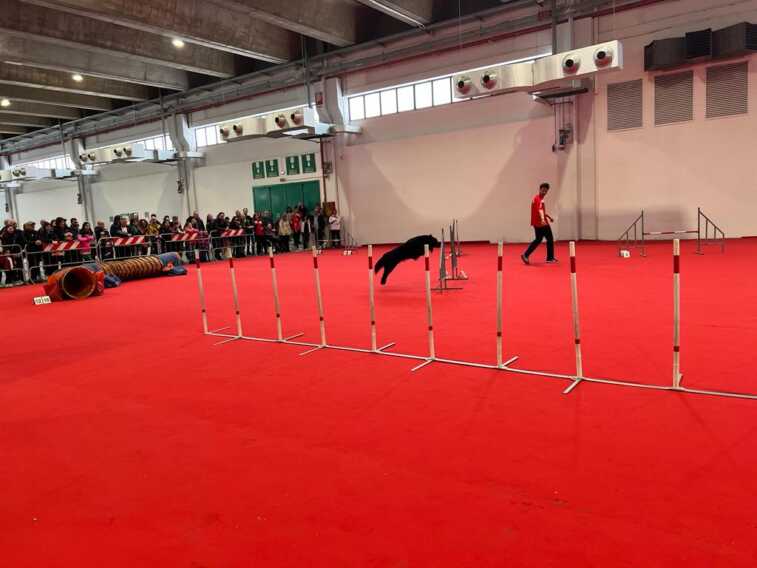 Levante Pet, gaming e modellismo: tra dimostrazioni ed esposizioni si conferma il successo di Expolevante – VIDEO