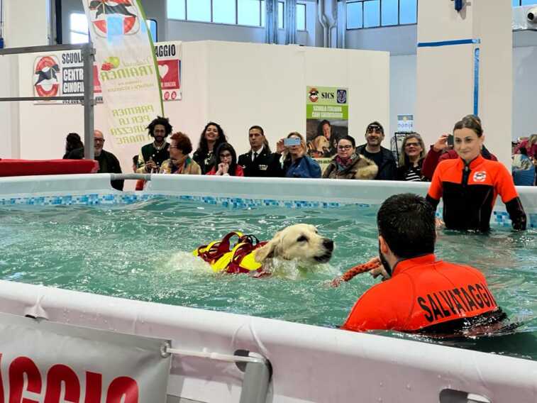 Levante Pet, gaming e modellismo: tra dimostrazioni ed esposizioni si conferma il successo di Expolevante – VIDEO