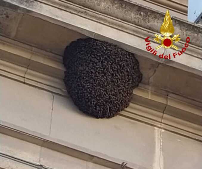 Recuperato un grosso alveare in via Trinchese a Lecce: gli insetti affidati a un apicoltore – VIDEO