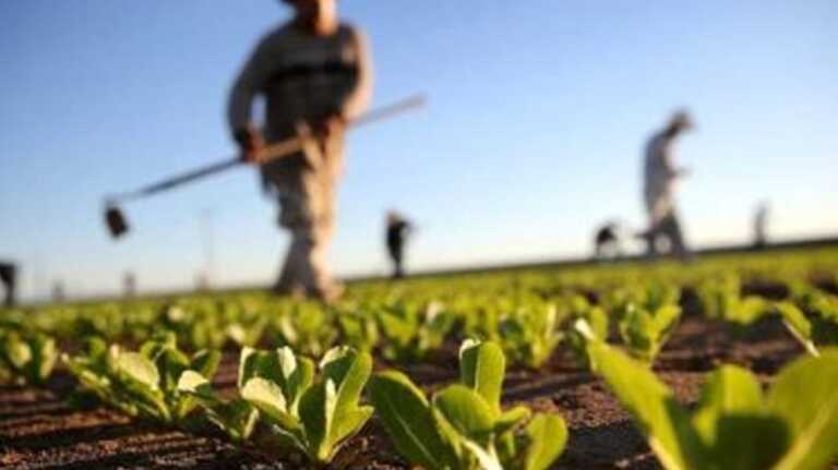Il nuovo decreto flussi mette tutti d’accordo: previsti 452mila nuovi arrivi in agricoltura