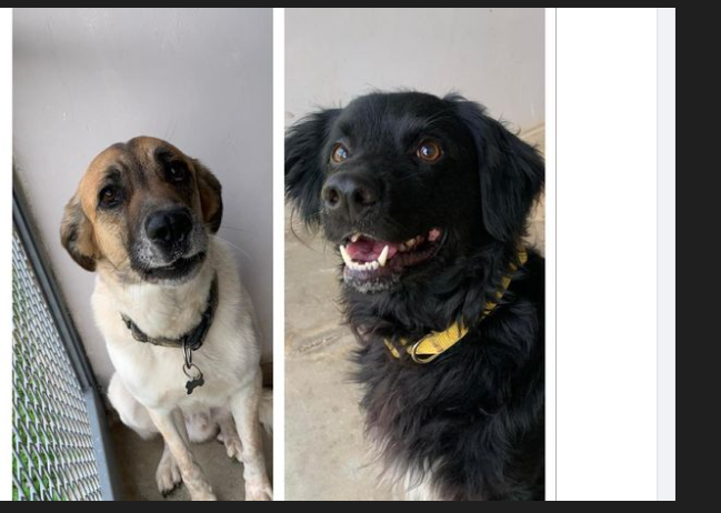 Galleria foto 'Sgombero caserma Rossani, Vanni e i suoi cani senza casa: «Aiutamoli a trovare una sistemazione»' - foto 1
