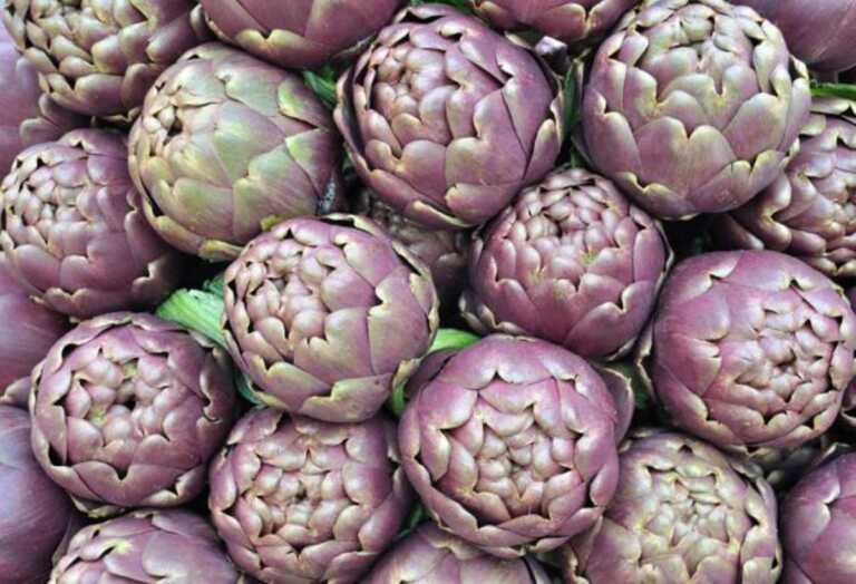 Esperti da tutto il mondo in Puglia per l’undicesimo Simposio internazionale sul carciofo