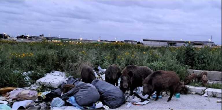 Bari: «Nel San Paolo comandano i cinghiali». I branchi scorrazzano liberamente tra strade e campagne