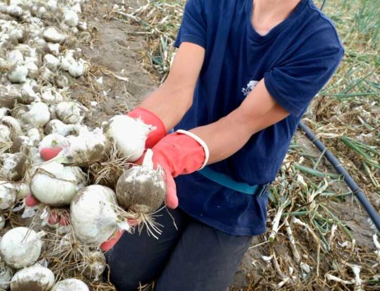 Via alla raccolta della cipolla bianca Igp di Margherita di Savoia: ottime prospettive per questa annata
