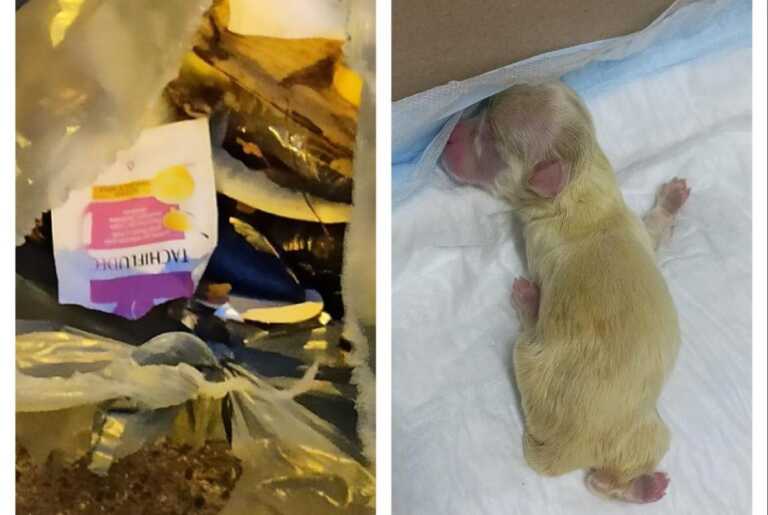 Orrore a Carbonara: tre cuccioli chiusi in un sacchetto e gettati nella spazzatura. Se ne salva solo uno