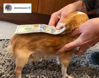 Galleria foto 'Demi Moore ‘candida’ il suo Chihuahua al Guinness dei Primati – Foto' - foto 1