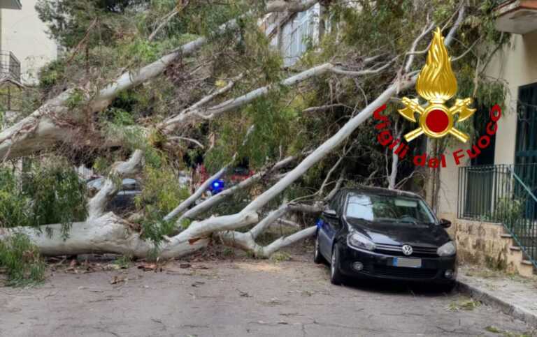 Paura a Lecce: il vento abbatte un grosso albero. Colpita un’auto in sosta