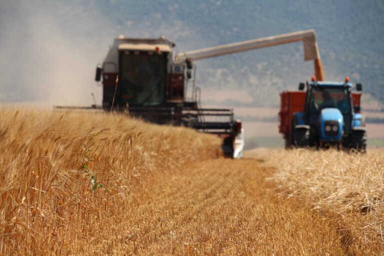 Stop al glifosato, insorgono le imprese agricole: «Crolla la produzione. In Puglia fino al -25% di frumento»