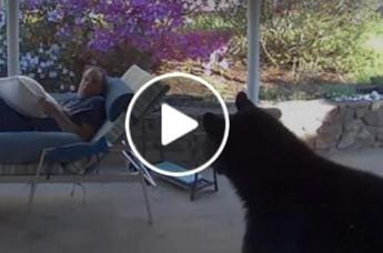 Galleria foto 'L’orso piomba in giardino, l’incontro a sorpresa – Video' - foto 1