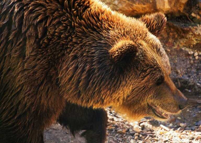 Runner ucciso da un’orsa in Trentino, lo Zoosafari: «Non l’abbattete, siamo disposti ad accoglierla»