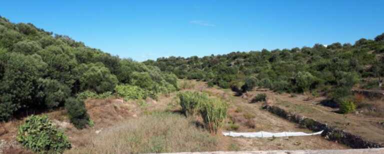 Più tutele per la biodiversità di parchi e riserve della Puglia, Maraschio: «Ecosistemi fondamentali per ambiente e turismo»