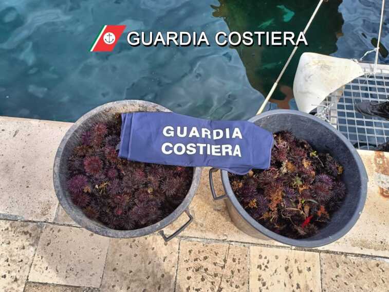 Galleria foto 'Gallipoli, circa 700 ricci di mare sequestrati dalla Guardia costiera: multe fino a 6mila euro' - foto 1