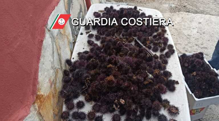 Gallipoli, circa 700 ricci di mare sequestrati dalla Guardia costiera: multe fino a 6mila euro