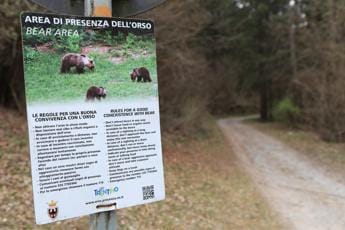 Galleria foto 'Runner morto a Trento, catturata orsa Jj4' - foto 1