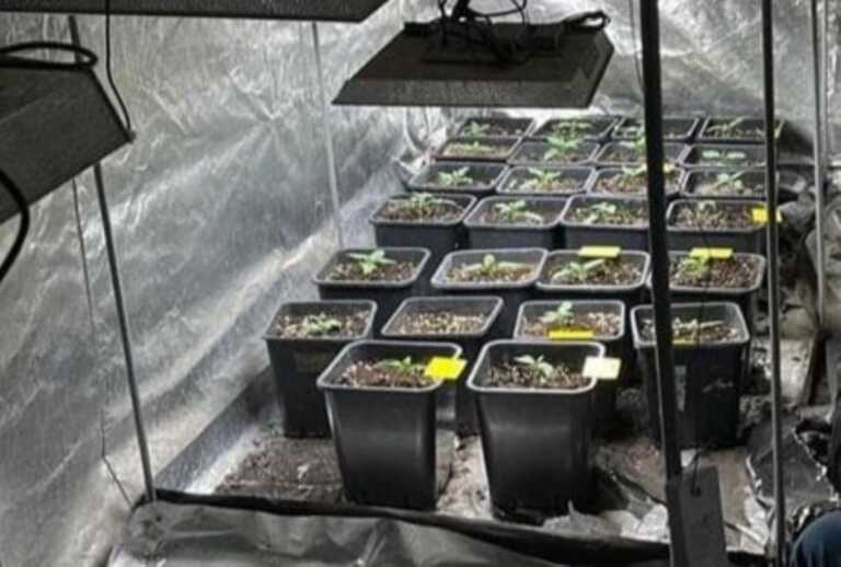 Cinque chili di droga nei secchi e nel garage due serre di marijuana: arrestato un 27enne a Sannicola di Lecce