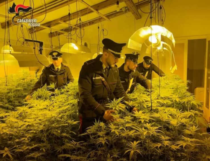 In casa una vera e propria serra di marijuana: arrestato un sanseverese a San Nicandro Garganico