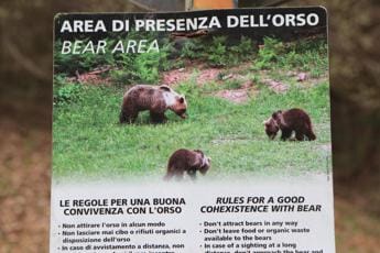Galleria foto 'Tar di Trento sospende abbattimento dell’orsa Jj4' - foto 1