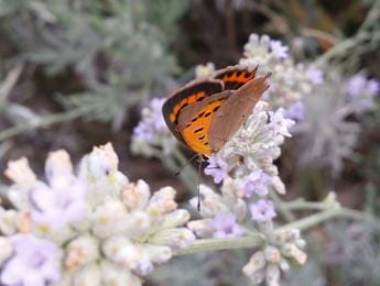 Galleria foto 'Torna la City Nature Challenge, in campo anche Roma con 450 città del mondo' - foto 1