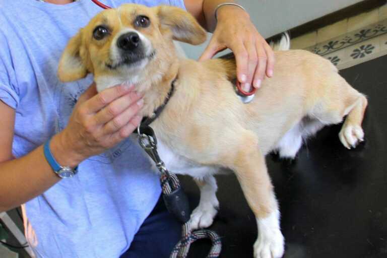 Spese, ecco il caro-veterinario: a Bari la prima visita può costare anche più di 80 euro