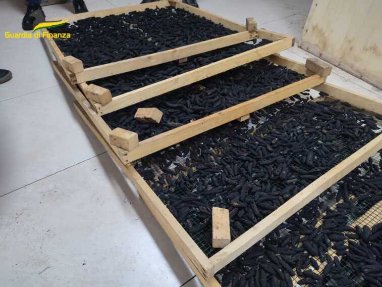 Cetrioli di mare dal litorale tarantino alla Cina: sequestrato laboratorio abusivo a Martina Franca