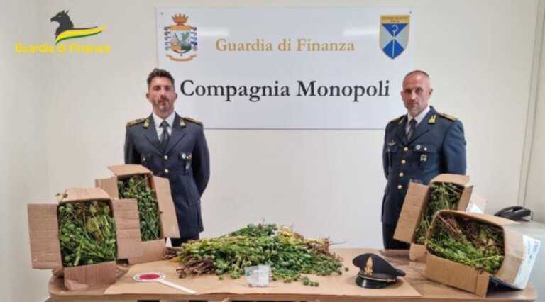 Galleria foto 'Una piantagione di papaveri da oppio tra le coltivazioni dell’orto a Polignano: sequestrati 4mila bulbi – VIDEO' - foto 1