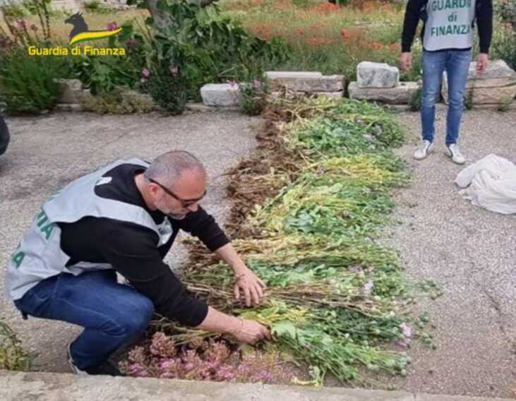 Una piantagione di papaveri da oppio tra le coltivazioni dell’orto a Polignano: sequestrati 4mila bulbi – VIDEO
