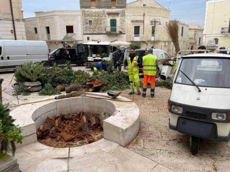 Matera, è crollato nella notte l’albero secolare in piazzetta San Giovanni