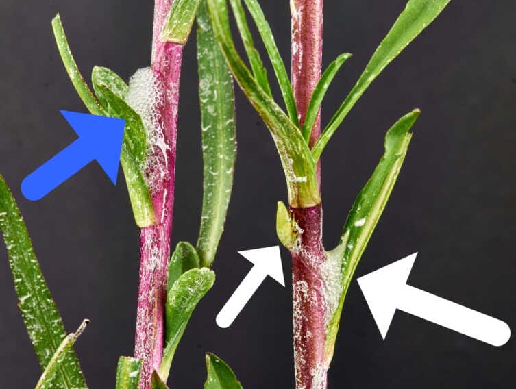 Una soluzione “ecosostenibile” per contrastare la Xylella: lo studio realizzato dall’Università di Bari