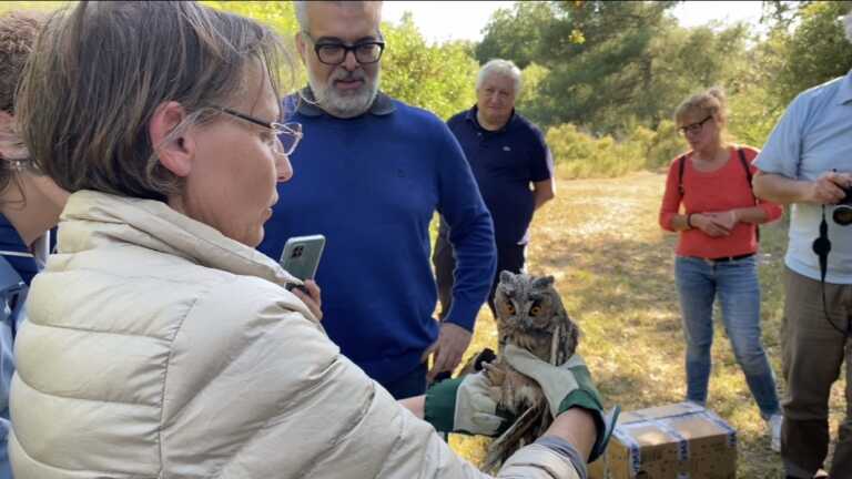 Galleria foto 'Brindisi, rimessi in libertà ricci e gufi: erano stati accolti e curati nel Centro di Fauna Selvatica – FOTO' - foto 6