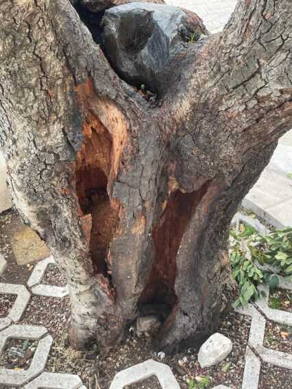 Galleria foto 'Matera, è crollato nella notte l’albero secolare in piazzetta San Giovanni' - foto 2