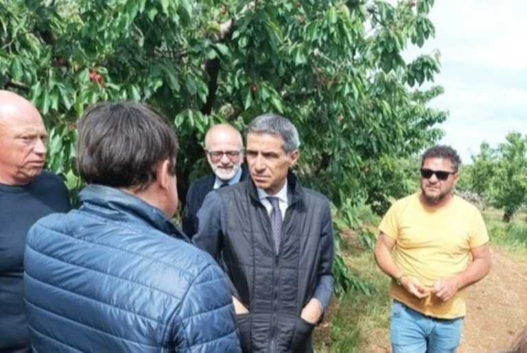 A maggio oltre 1.200 millimetri di pioggia in Puglia. Coldiretti: «Compromessa la raccolta delle ciliegie»