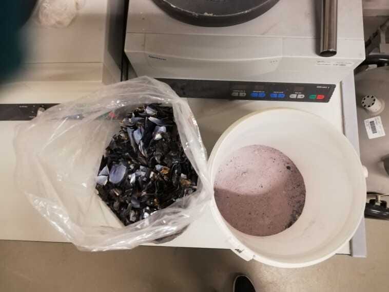 Poliba, gusci di cozze e sedimenti dei porti: da scarto a nuova risorsa di mercato