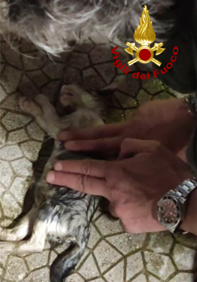 Galleria foto 'Gattino di appena un mese cade in una grondaia a Calimera: salvato e rianimato dai vigili del fuoco – VIDEO' - foto 2