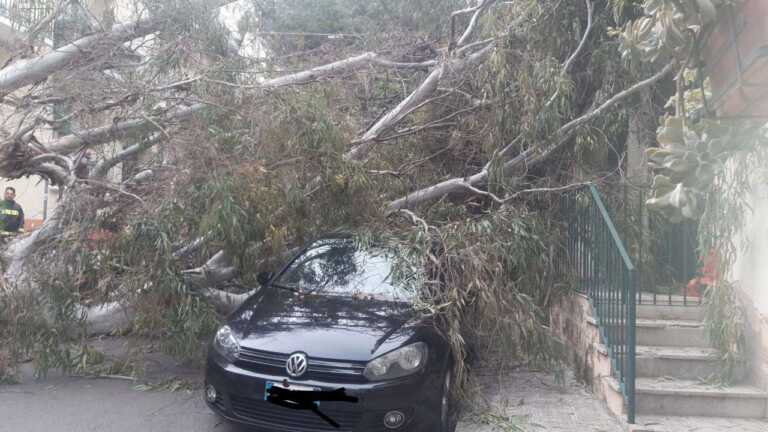 Lecce, dopo la caduta di un eucalipto il Comune corre ai ripari: saranno rimossi 9 alberi pericolanti
