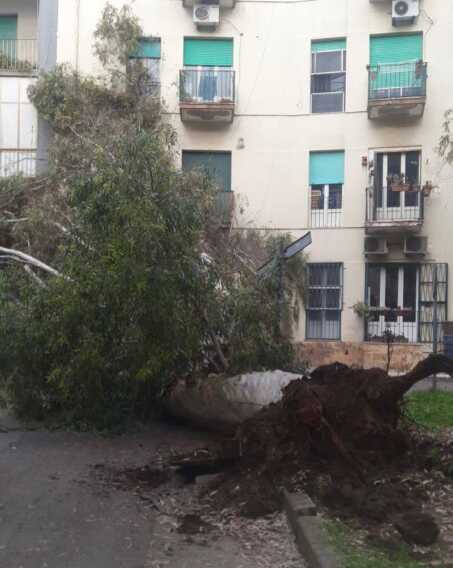 Galleria foto 'Lecce, dopo la caduta di un eucalipto il Comune corre ai ripari: saranno rimossi 9 alberi pericolanti' - foto 1
