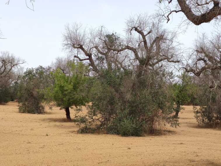 Xylella, la Corte Ue archivia la procedura d’infrazione. Emiliano: «Piano efficace»