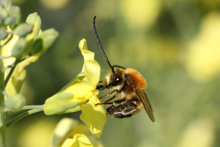 Parco dell’Alta Murgia leader nella tutela delle api: l’app made in Puglia per la raccolta di dati – VIDEO
