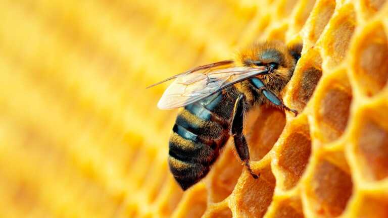 Nella giornata mondiale delle api nasce a Spinazzola l’oasi della biodiversità