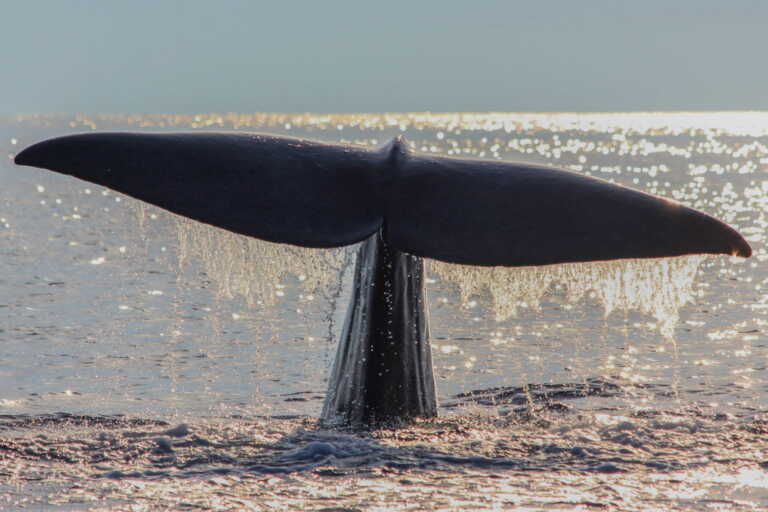 Balene e delfini, avvistamenti record nel Mediterraneo: 13 gli incontri ravvicinati