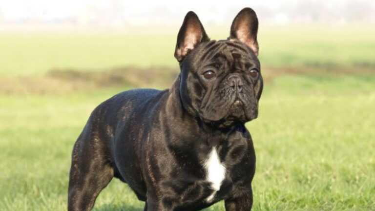 Raduno “solidale” dei bulldog francesi, a Bari vince la beneficenza: il ricavato al canile sanitario