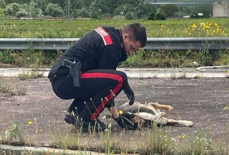 Era stato abbandonato e vagava in condizioni precarie: i carabinieri salvano un cucciolo sulla provinciale 231