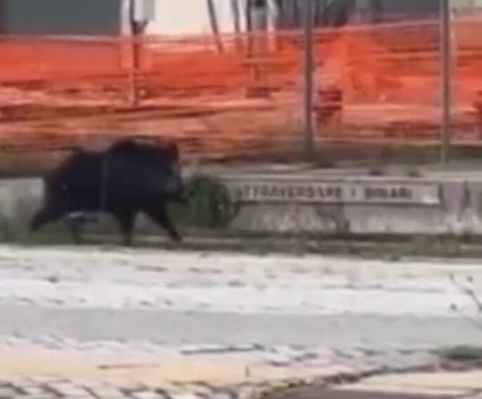 Foggia, c’è un cinghiale in stazione: l’animale a spasso sui binari – VIDEO