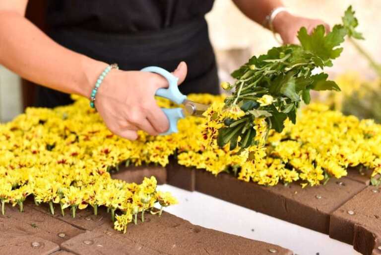 Artisti del fiore da tutta Europa a Leverano: in arrivo la 40esima edizione del contest