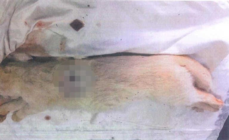 Gatti uccisi con armi da caccia nel Salento: «È una strage. Un gesto di una crudeltà atroce»
