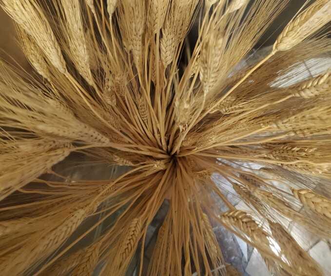 DurumDaysd a Foggia, buona annata per la produzione nazionale di grano: incremento del 12%